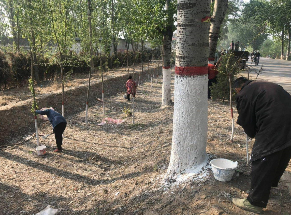 刷树的白色涂料有什么作用呢?.png 刷树的白色涂料有什么作用呢?.png