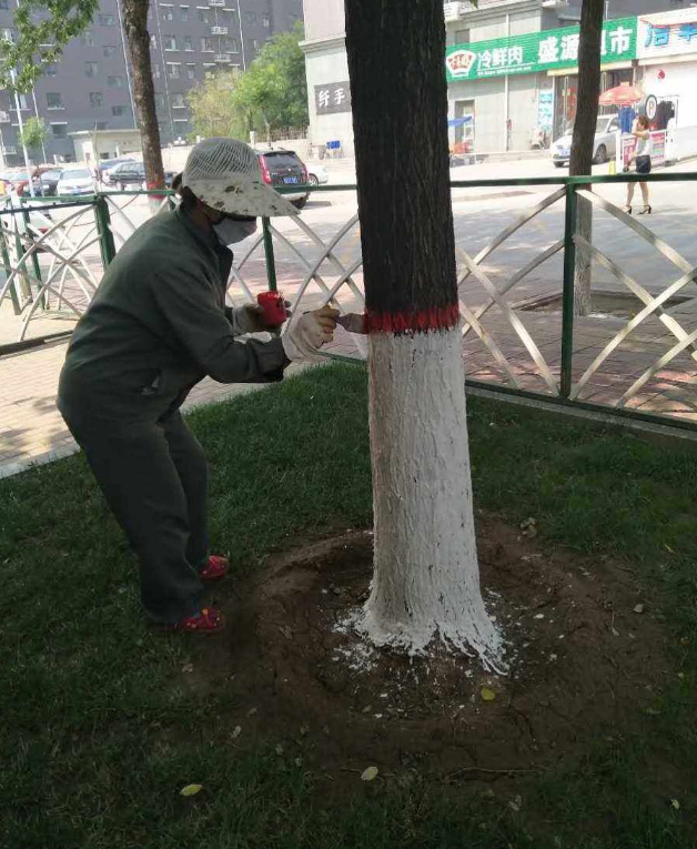 树为什么要涂一层白色.png 树为什么要涂一层白色.png