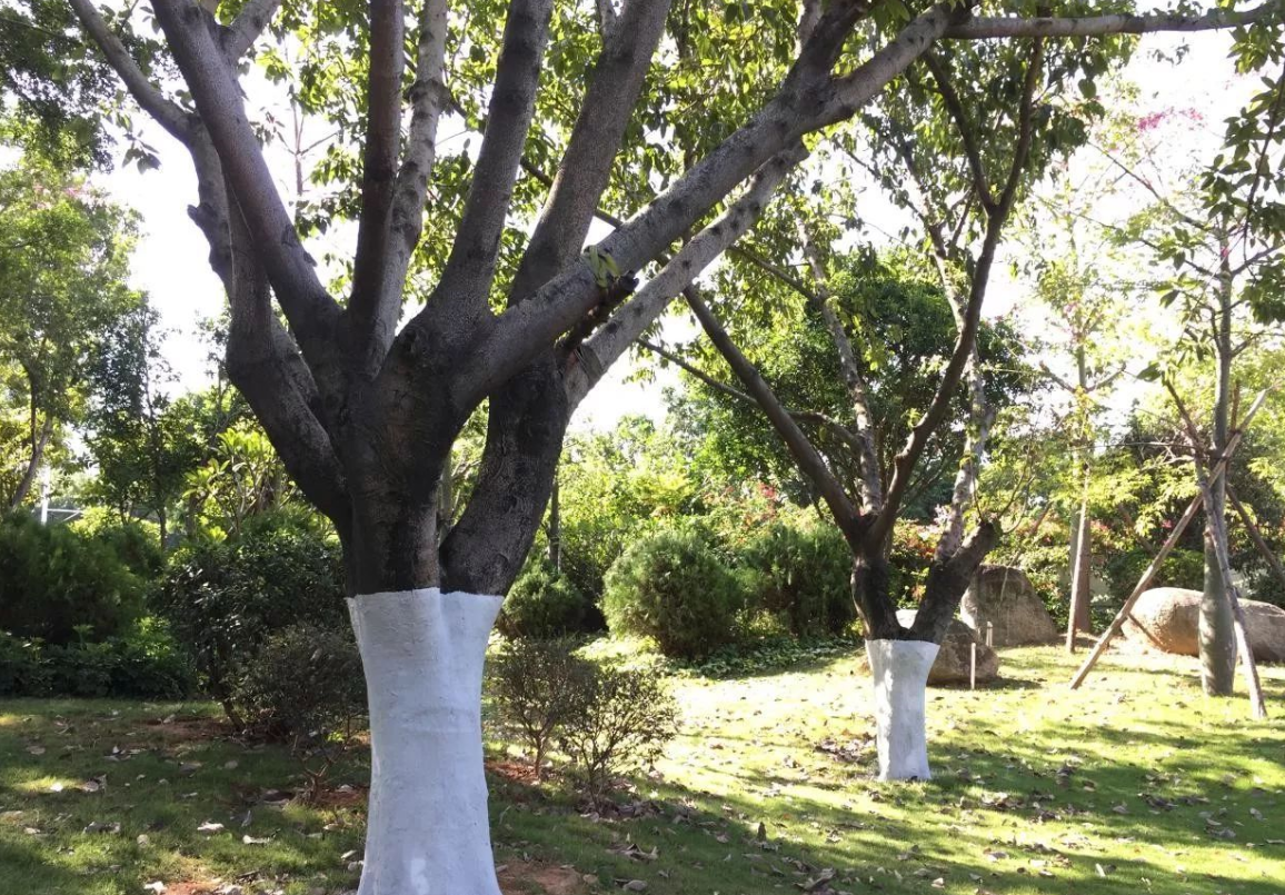 为什么要给树木涂白.png 为什么要给树木涂白.png