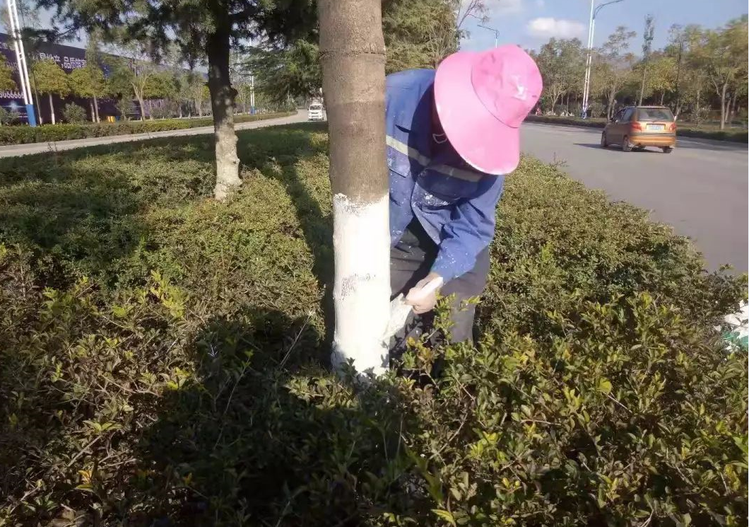 为什么要给树木涂白 (2).png 为什么要给树木涂白 (2).png