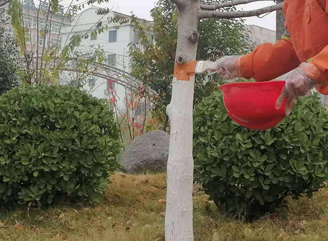 为什么要对树干进行粉刷?.png 为什么要对树干进行粉刷?.png