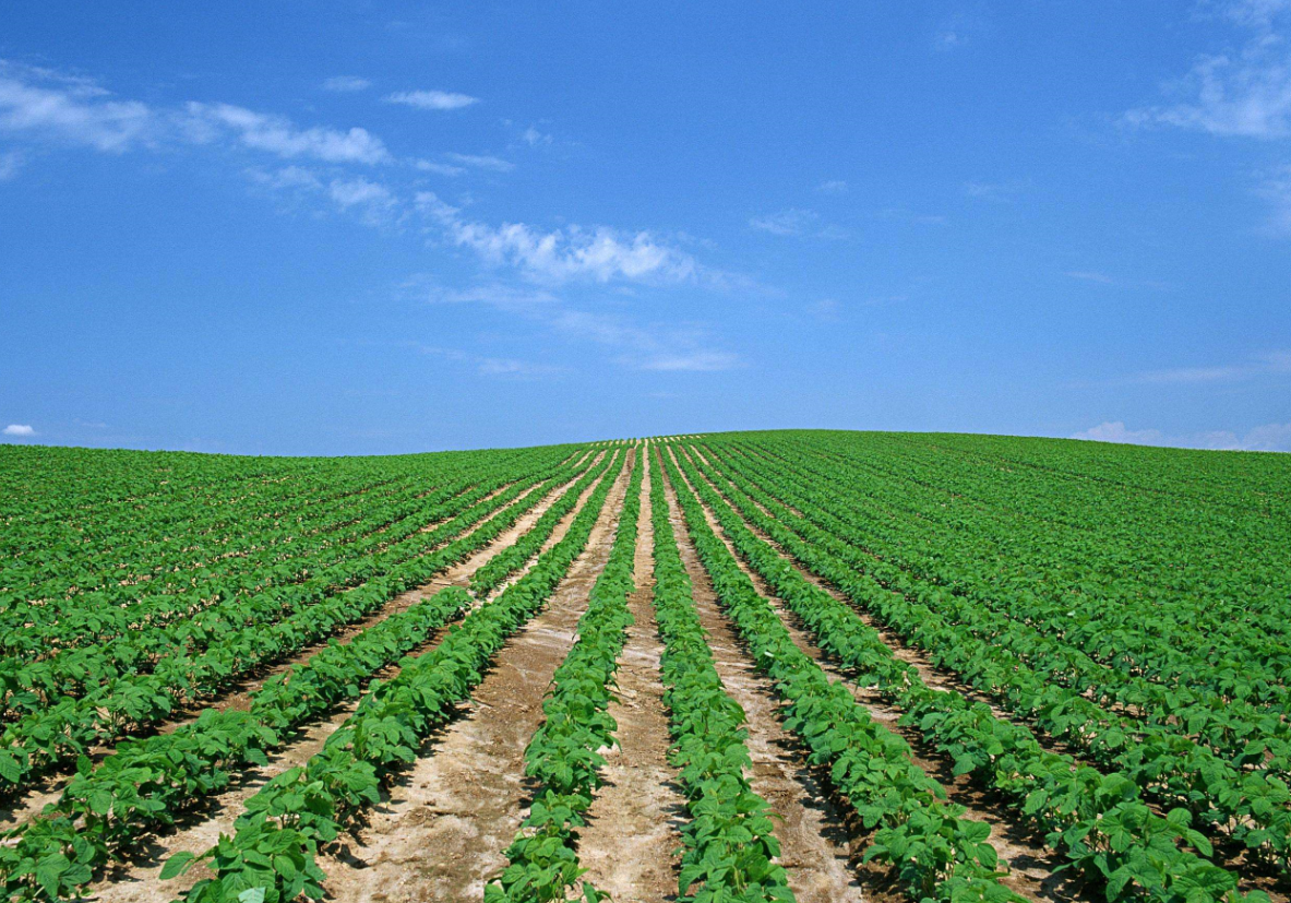 集体土地使用权的形式.png 集体土地使用权的形式.png