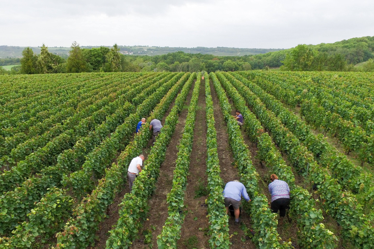 集体土地使用权的形式 (2).png 集体土地使用权的形式 (2).png