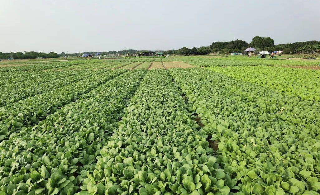 土地确权和户口有关系吗 (3).png 土地确权和户口有关系吗 (3).png