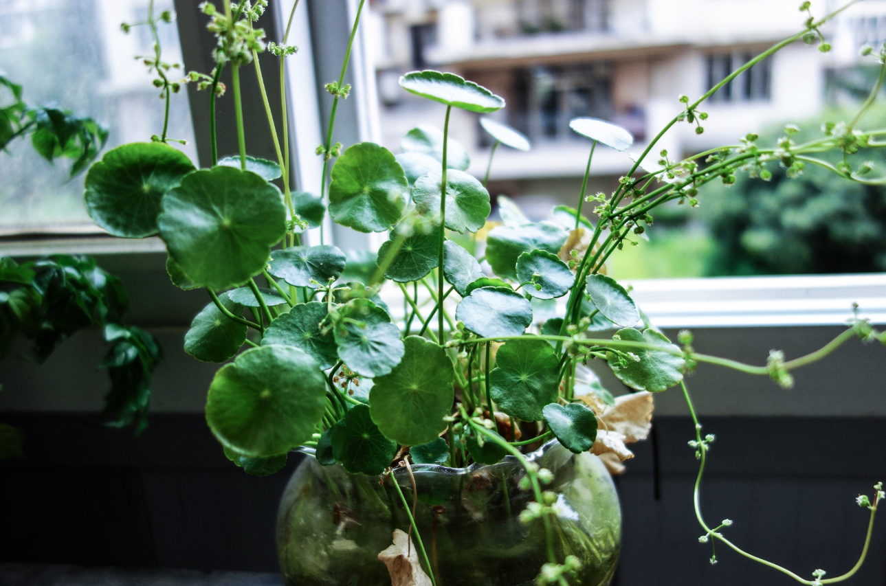 ͭǮ�ݵĹ�Ч������ (2).png