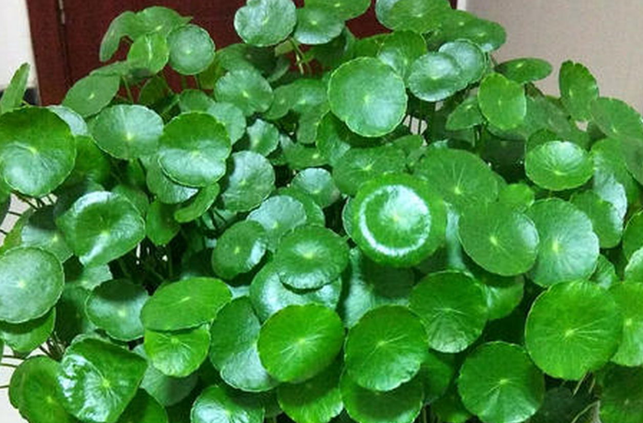 ͭǮ�ݵĹ�Ч������ (3).png