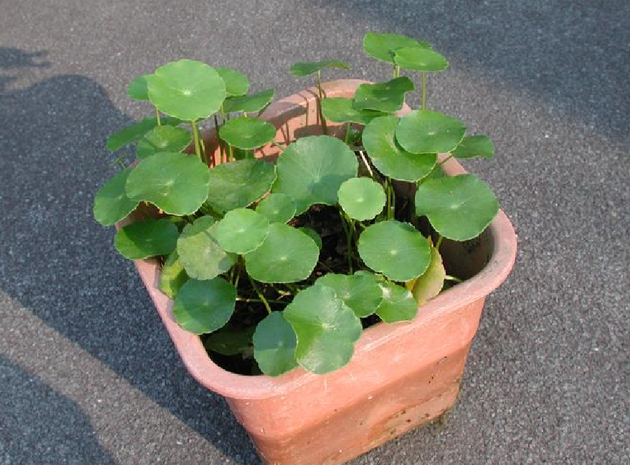 ͭǮ���ܰڷ��������� (1).png