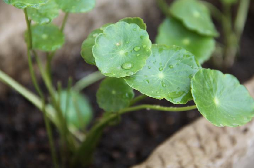 ͭǮ���ܰڷ��������� (2).png