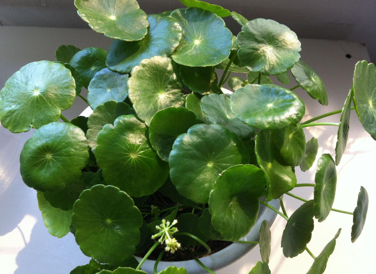 ͭǮ���ܰڷ��������� (5).png