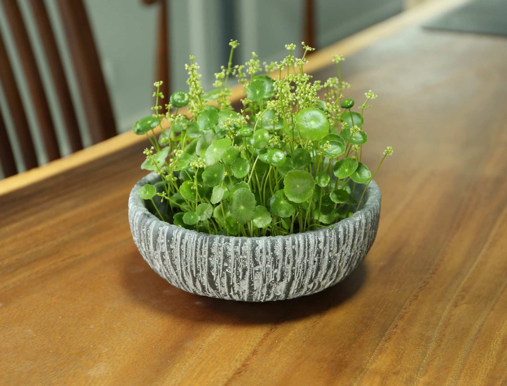 ͭǮ�ݰڷŵķ�ˮ��������Щ (1).png