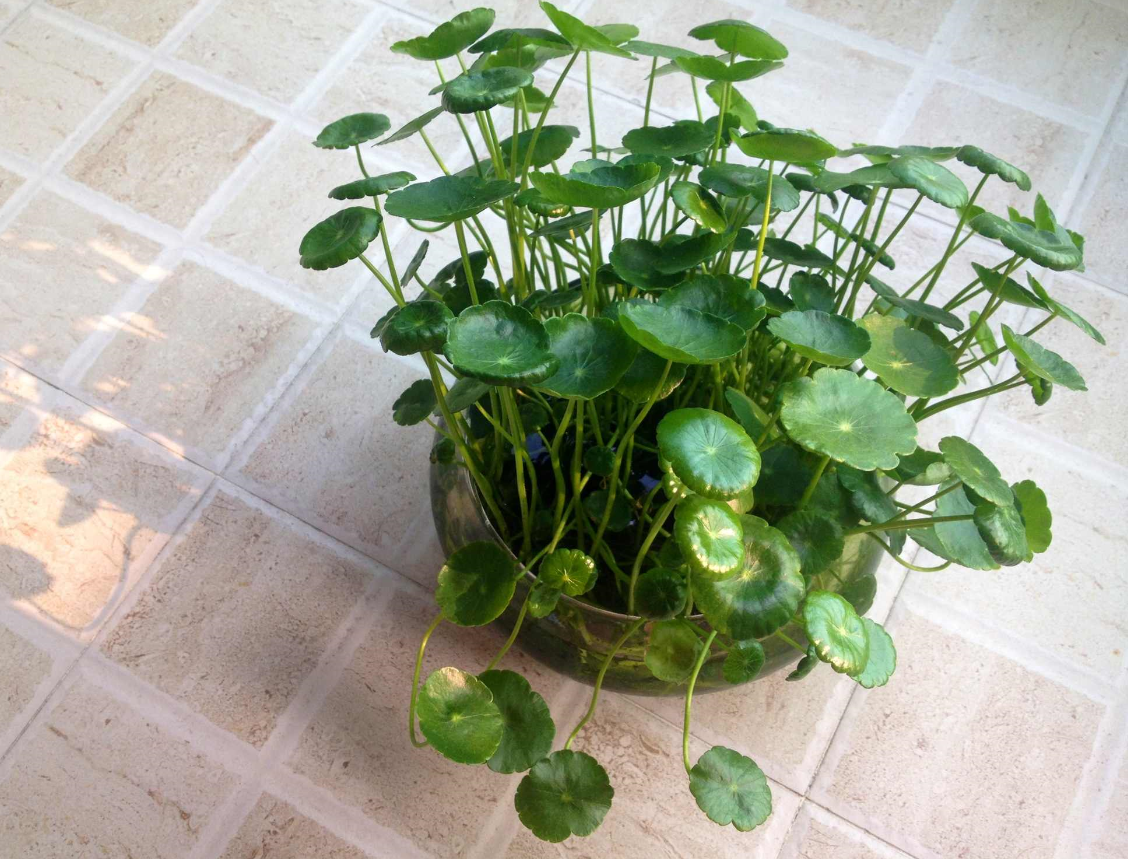 ͭǮ�ݰڷŵķ�ˮ��������Щ (2).png