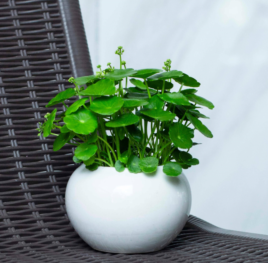 ͭǮ�ݰڷŵķ�ˮ��������Щ (4).png