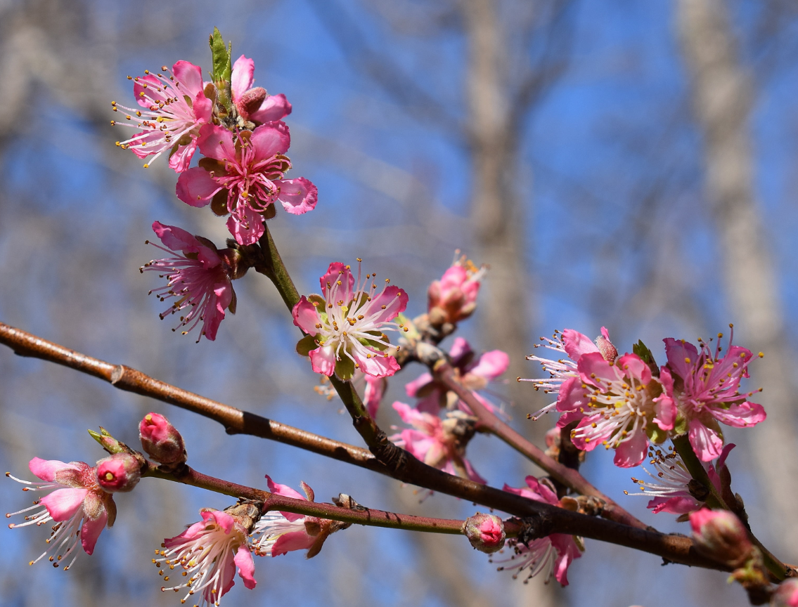 门口有桃花树对风水好吗 .png 门口有桃花树对风水好吗 .png
