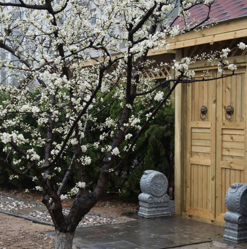 房前种什么树风水好.png 房前种什么树风水好.png