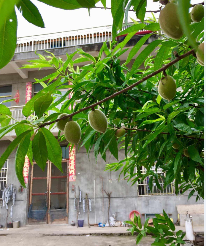 房前种什么树风水好 (3).png 房前种什么树风水好 (3).png