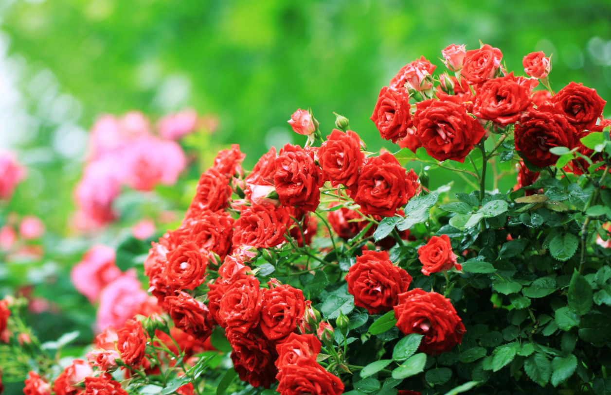 �ʺϱ���ͥԺ��ֲ�Ļ�������Щ (3).png