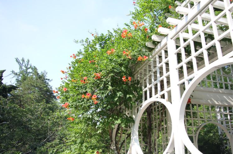 �ʺϱ���ͥԺ��ֲ�Ļ�������Щ (2).png