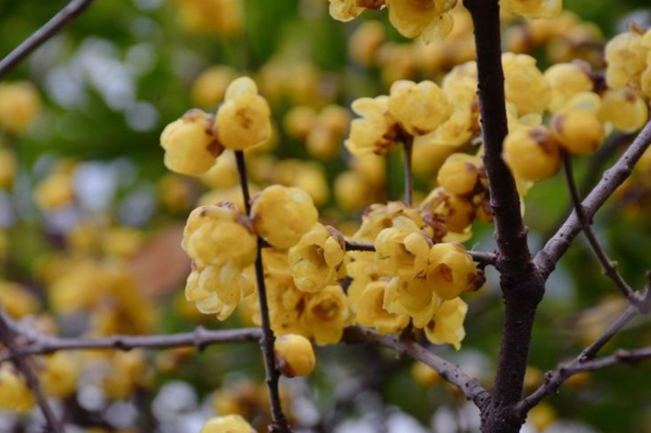 �ʺϱ���ͥԺ��ֲ�Ļ�������Щ (1).png