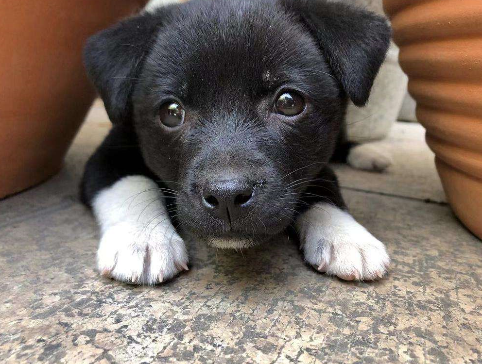 黑狗的寓意和象征是什么 (2).png 黑狗的寓意和象征是什么 (2).png