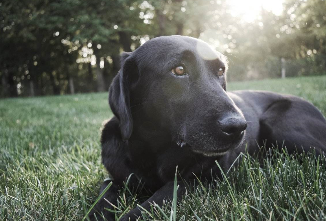 黑狗进门有什么说法.png 黑狗进门有什么说法.png