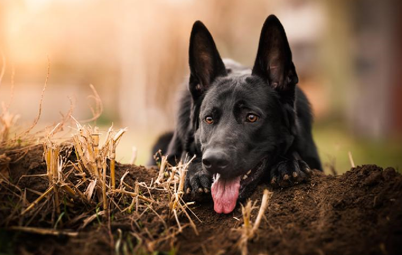 黑狗在风水上的讲究.png 黑狗在风水上的讲究.png