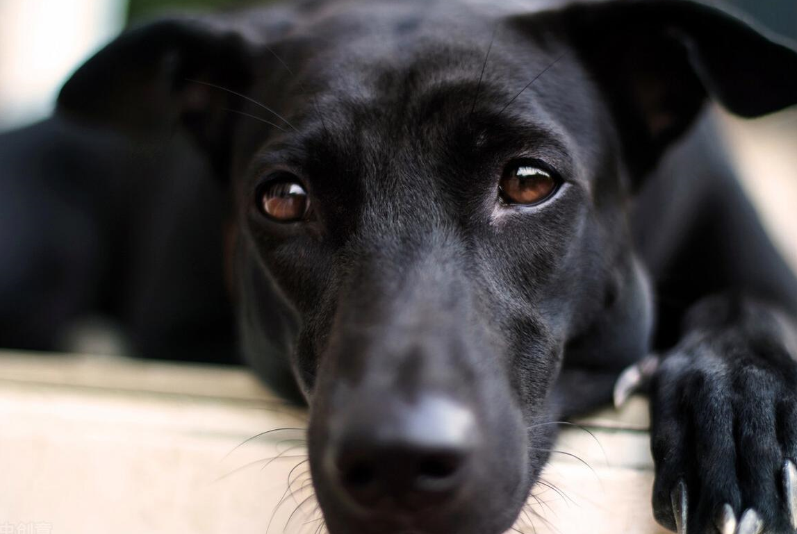 养什么动物招财最厉害?.png 养什么动物招财最厉害?.png