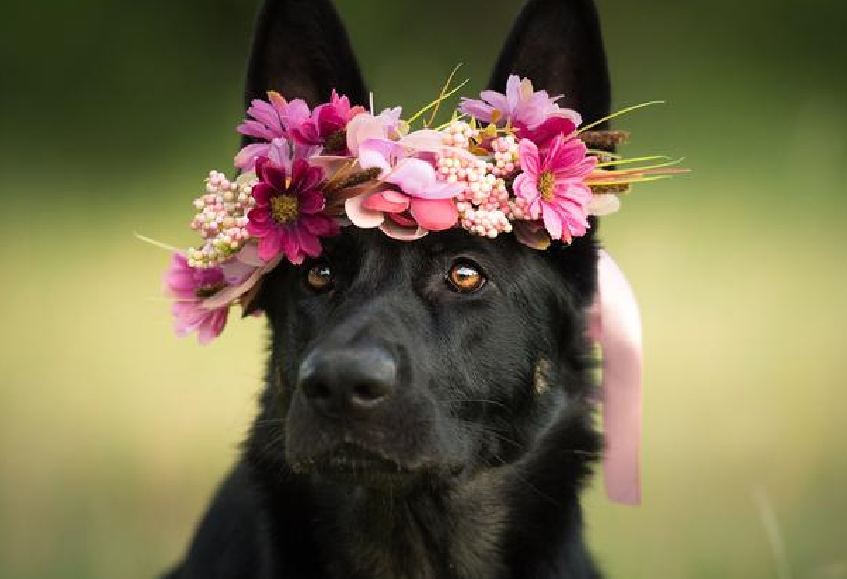 养什么动物招财最厉害? (2).png 养什么动物招财最厉害? (2).png