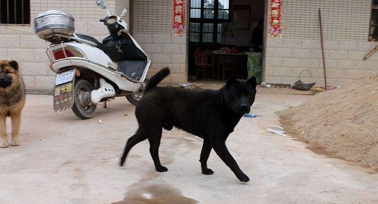 养什么动物招财最厉害? (4).png 养什么动物招财最厉害? (4).png