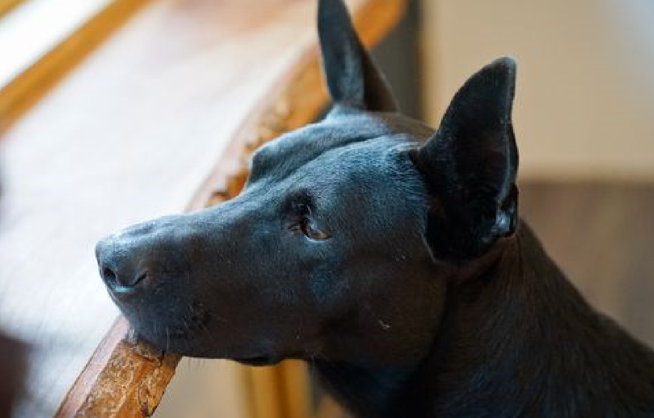 养什么动物招财最厉害? (5).png 养什么动物招财最厉害? (5).png