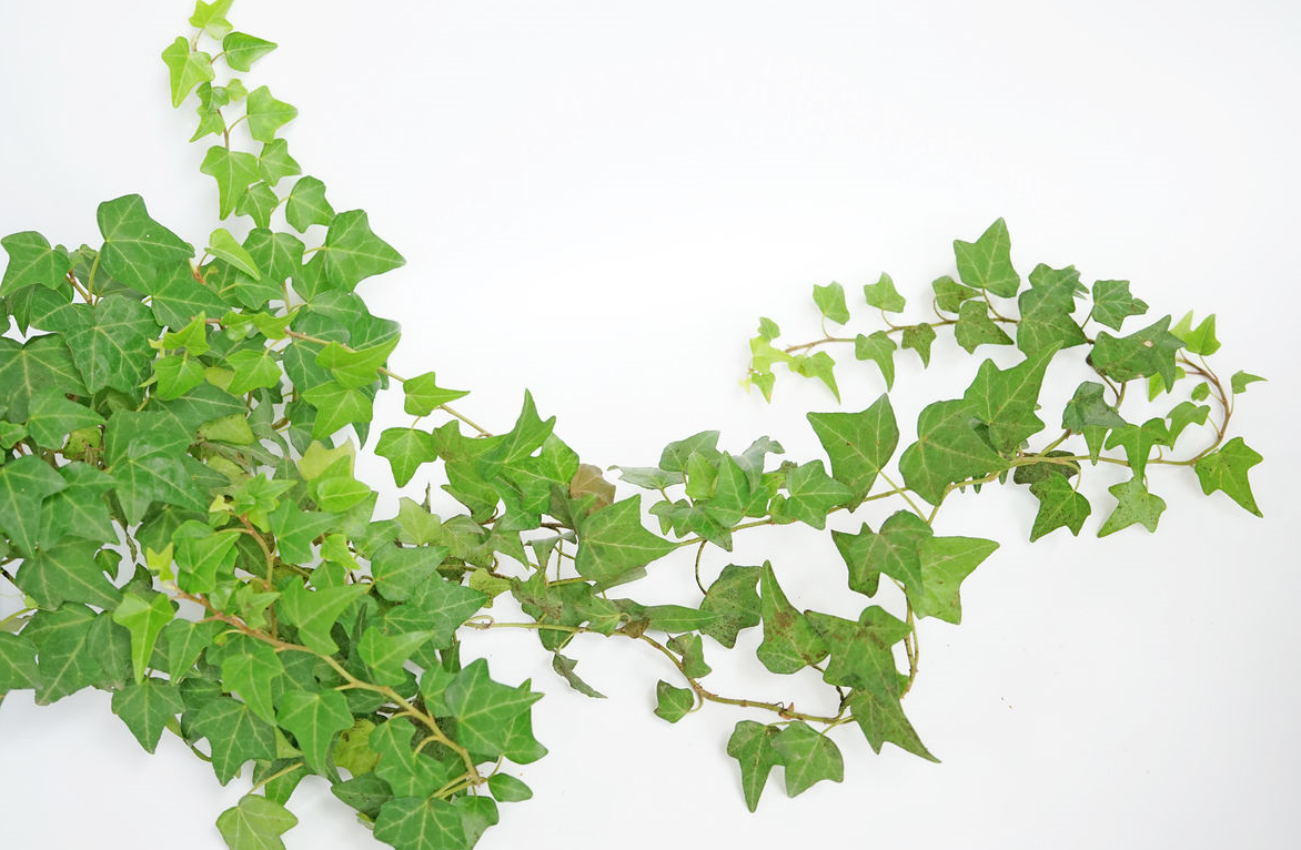 Ϊʲô����ǽ�ϲ���������ֲ�� (2).png