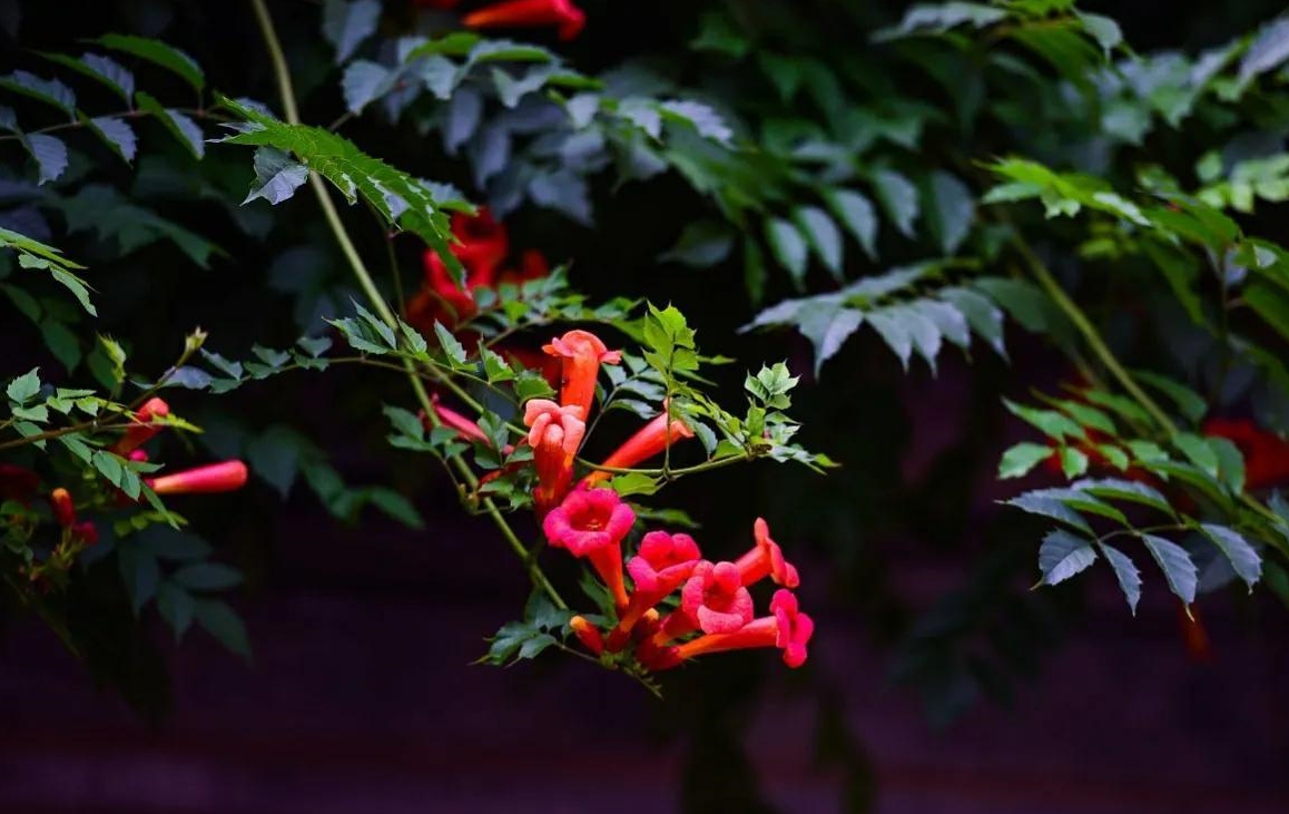 Ϊ��סլ����ǽ�ϲ��ܳ�������ֲ�� (2).png