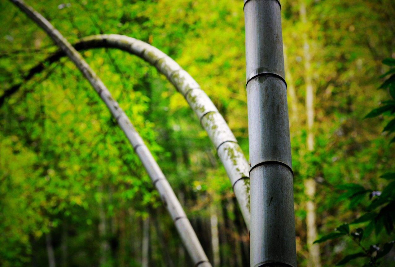 庭院种竹子的风水讲究大全 (10).png 庭院种竹子的风水讲究大全 (10).png