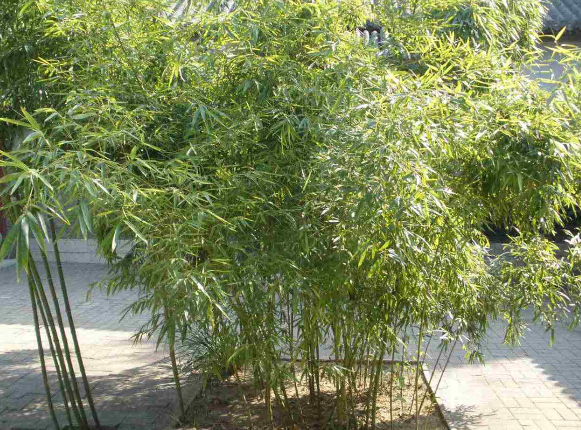 庭院种竹子的风水讲究大全 (5).png 庭院种竹子的风水讲究大全 (5).png