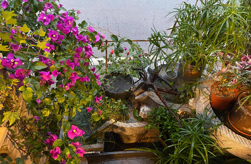 农村庭院鱼缸摆放在哪里比较好? (10).png 农村庭院鱼缸摆放在哪里比较好? (10).png