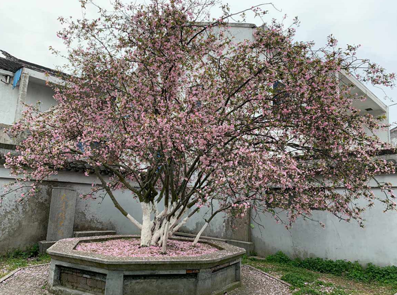 ͥԺ��԰��аֲ�Ｊ���� (2).png