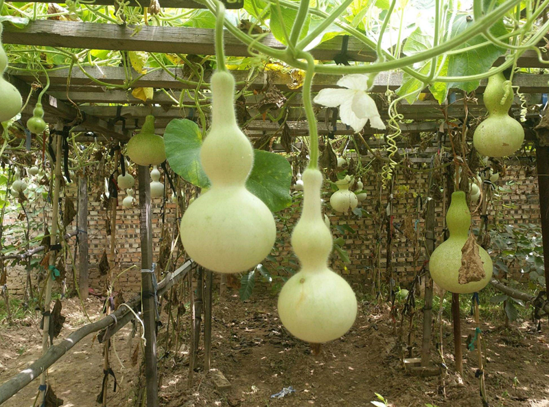 ͥԺ��԰�˴���аֲ�� (2).png