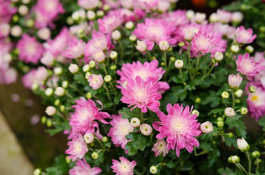 ͥԺ��ʲô����ˮ�� (2).png