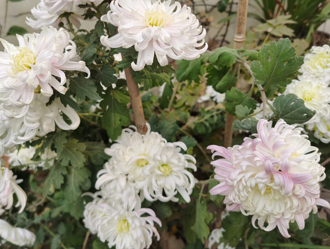 �����ڼ����־ջ��� .png