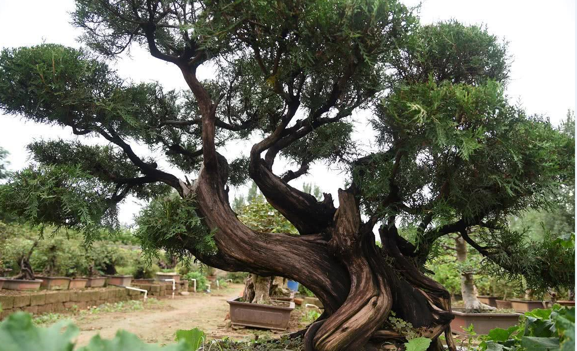 ��������������Щ�� (2).png