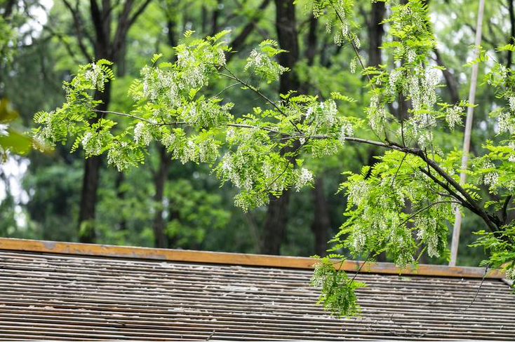 �������ں�Ժ��ֲ�ｲ�� (2).png